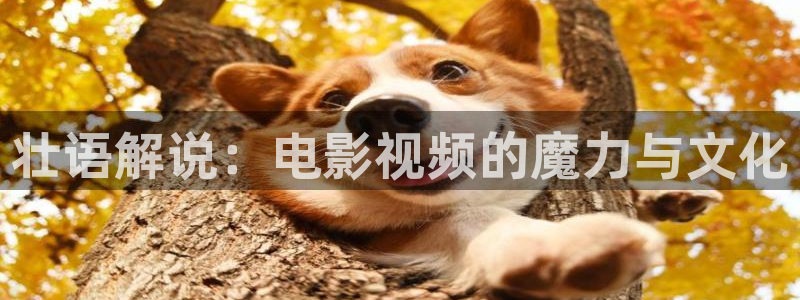 奇优影院理论免费观看