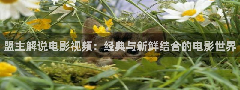 奇优影视手机版免费电视剧